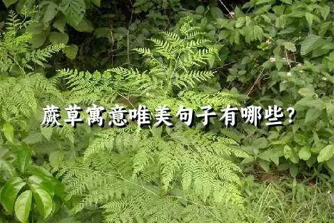 蕨草寓意唯美句子有哪些？