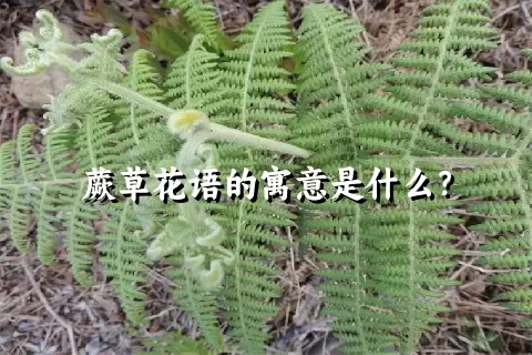 蕨草花语的寓意是什么？