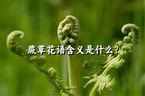 蕨草花语含义是什么？