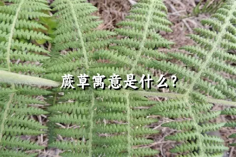 蕨草寓意是什么？