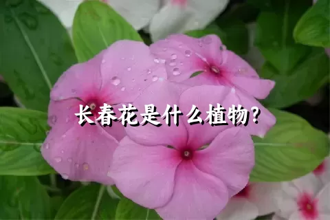 长春花是什么植物？