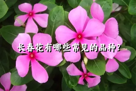 长春花有哪些常见的品种？