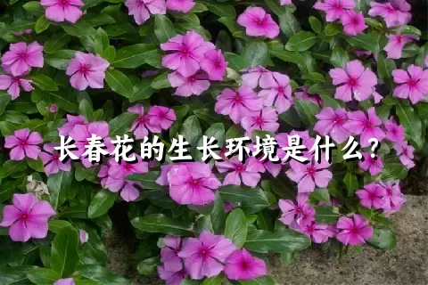 长春花的生长环境是什么？