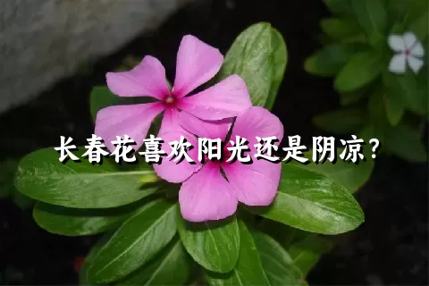 长春花喜欢阳光还是阴凉？