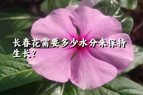 长春花需要多少水分来保持生长？