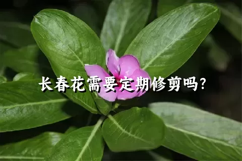 长春花需要定期修剪吗？