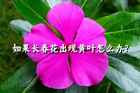 如果长春花出现黄叶怎么办？