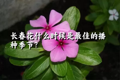 长春花什么时候是最佳的播种季节？