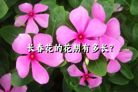 长春花的花期有多长？