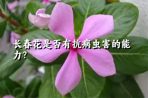 长春花是否有抗病虫害的能力？