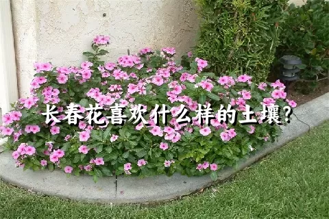 长春花喜欢什么样的土壤？