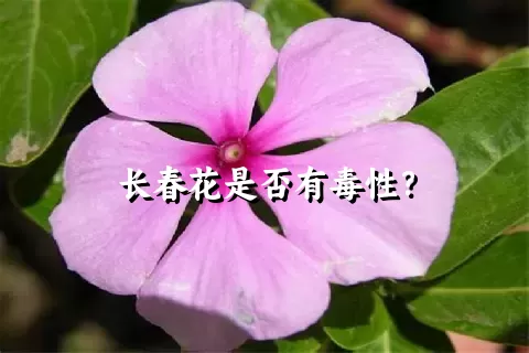 长春花是否有毒性？