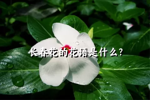 长春花的花语是什么？