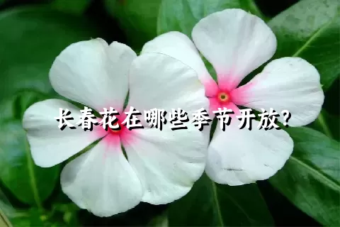 长春花在哪些季节开放？