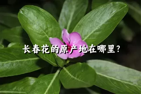 长春花的原产地在哪里？