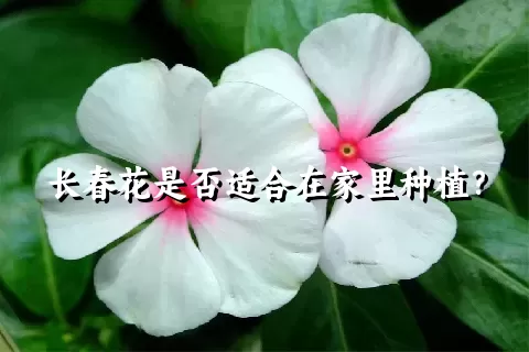 长春花是否适合在家里种植？