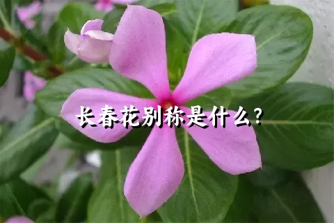 长春花别称是什么？