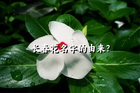 长春花名字的由来？