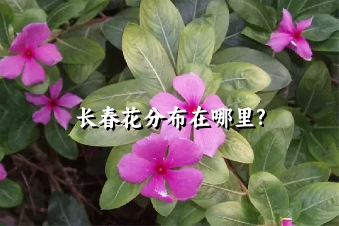 长春花分布在哪里?