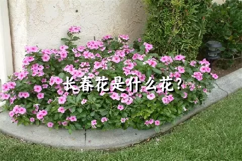 长春花是什么花？