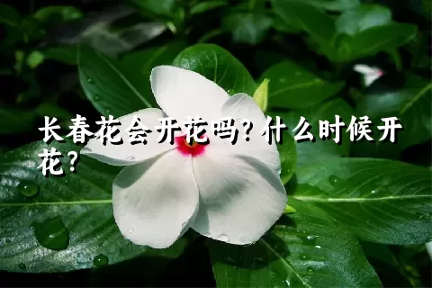 长春花会开花吗？什么时候开花？