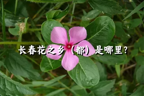 长春花之乡（都）是哪里？