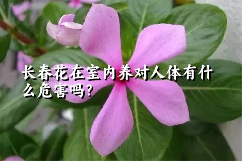 长春花在室内养对人体有什么危害吗？