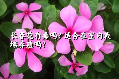 长春花有毒吗？适合在室内栽培养殖吗？