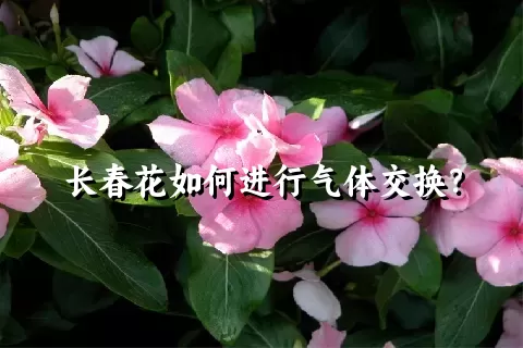 长春花如何进行气体交换？