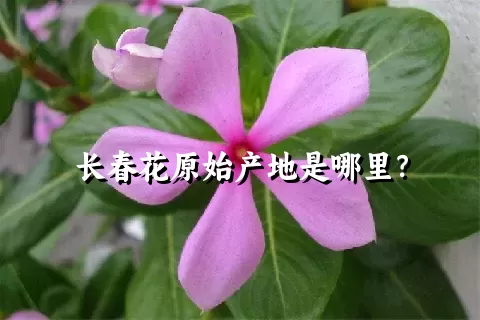 长春花原始产地是哪里？