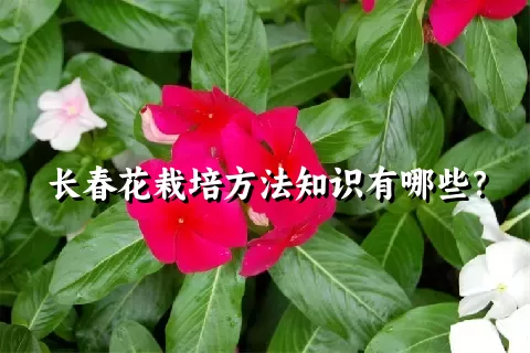 长春花栽培方法知识有哪些？