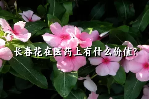 长春花在医药上有什么价值？