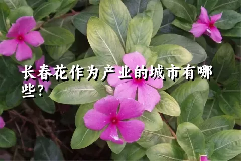 长春花作为产业的城市有哪些？