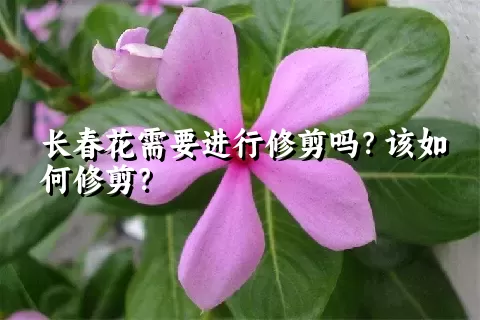 长春花需要进行修剪吗？该如何修剪？