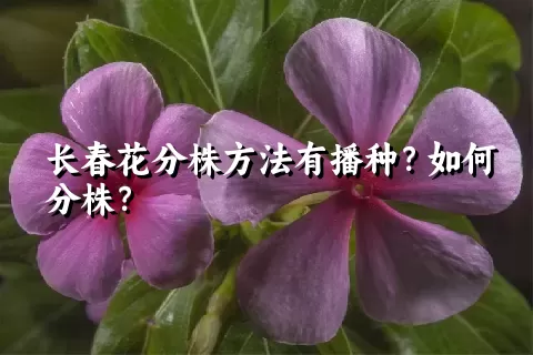 长春花分株方法有播种？如何分株？