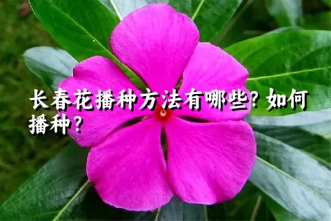 长春花播种方法有哪些？如何播种？