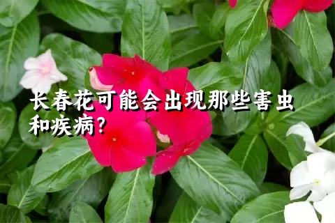 长春花可能会出现那些害虫和疾病？