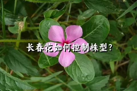 长春花如何控制株型？