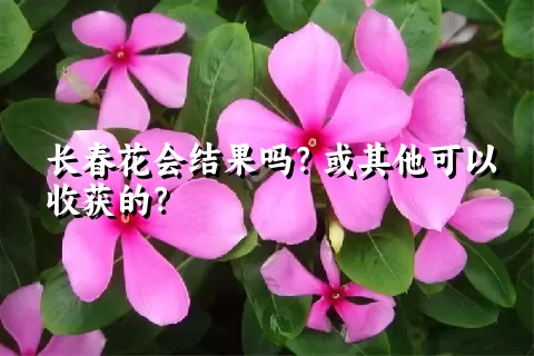 长春花会结果吗？或其他可以收获的？