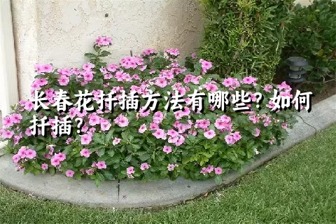 长春花扦插方法有哪些？如何扦插？