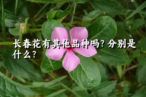 长春花有其他品种吗？分别是什么？