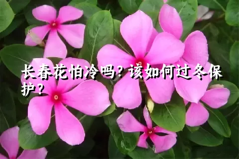 长春花怕冷吗？该如何过冬保护？