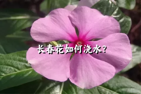 长春花如何浇水？