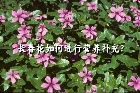 长春花如何进行营养补充？