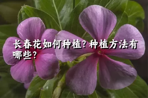 长春花如何种植？种植方法有哪些？