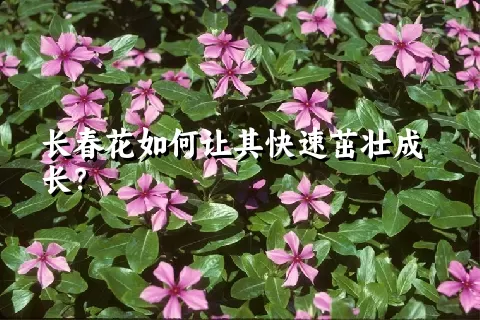 长春花如何让其快速茁壮成长？