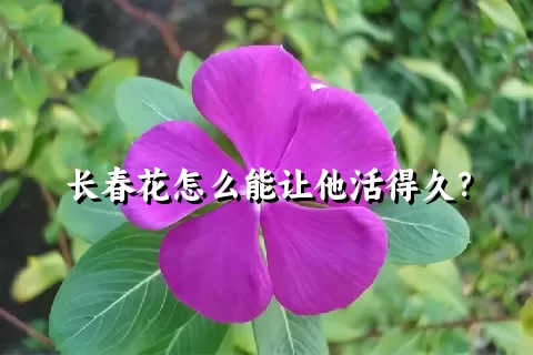 长春花怎么能让他活得久？