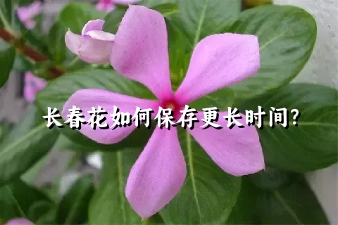 长春花如何保存更长时间？