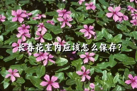 长春花室内应该怎么保存？