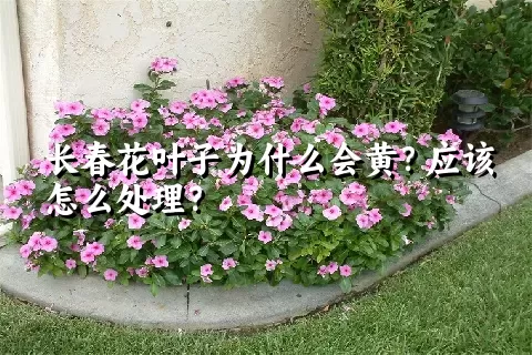 长春花叶子为什么会黄？应该怎么处理？